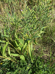 Symphyotrichum laeve