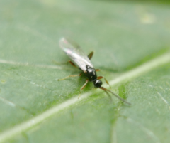 Proctotrupidae