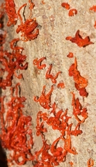 Cytospora chrysosperma