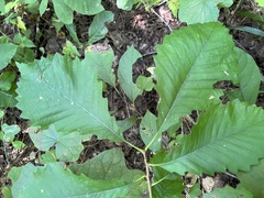 Quercus muehlenbergii