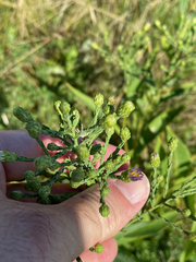 Symphyotrichum laeve