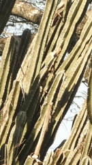 Cereus hildmannianus