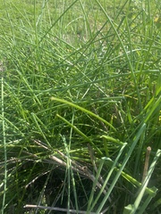 Allium schoenoprasum