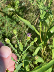 Symphyotrichum laeve