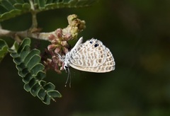Leptotes marina
