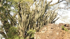 Cereus hildmannianus