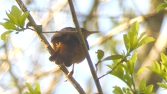 Campylorhynchus turdinus