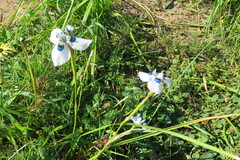 Moraea aristata