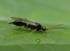 Exallonyx