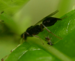 Exallonyx