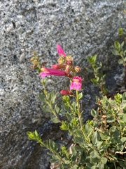 Penstemon newberryi