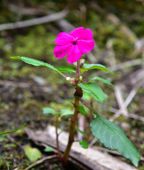 Impatiens walleriana