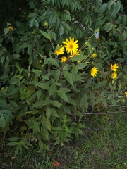 Helianthus divaricatus