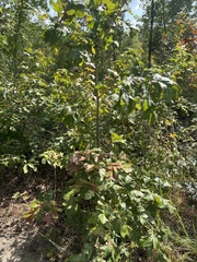 Quercus stellata