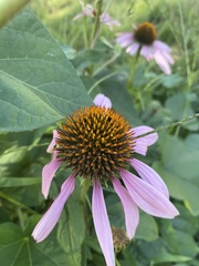 Echinacea