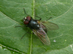 Hydrotaea