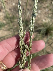 Tridens albescens