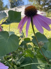 Echinacea