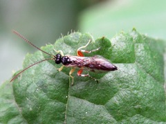 Itoplectis alternans