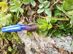 Gentiana bavarica subacaulis
