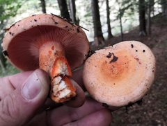 Lactarius salmonicolor