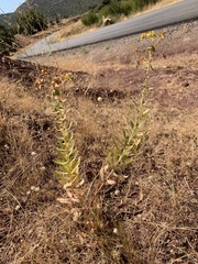Euphorbia macroclada