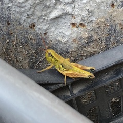 Melanoplini
