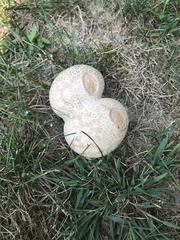 Lycoperdon utriforme