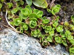 Gentiana bavarica subacaulis