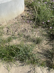 Tridens albescens
