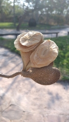 Aspidosperma tomentosum