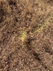 Euphorbia macroclada