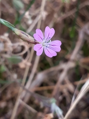 Petrorhagia nanteuilii