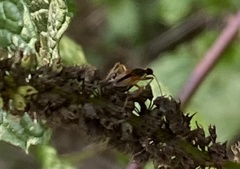 Myodocha serripes