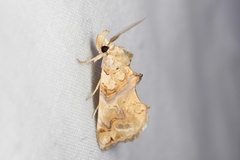 Plusiodonta compressipalpis