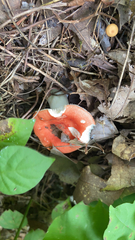Russula cremoricolor