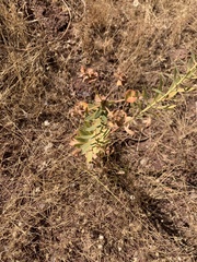 Euphorbia macroclada