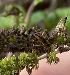Myodocha serripes