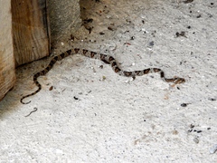 Trimorphodon paucimaculatus