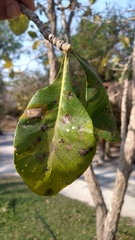 Aspidosperma tomentosum