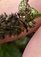Myodocha serripes