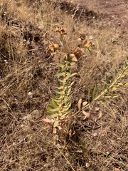 Euphorbia macroclada
