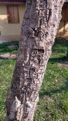 Aspidosperma tomentosum