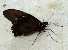 Battus polydamas polydamas