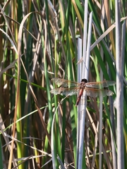 Libellula needhami