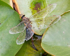 Rhionaeschna multicolor