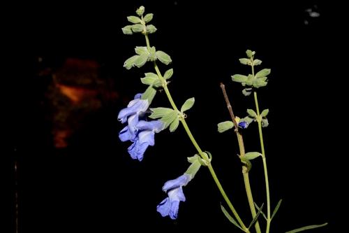 Salvia azurea