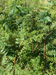 Gleditsia triacanthos