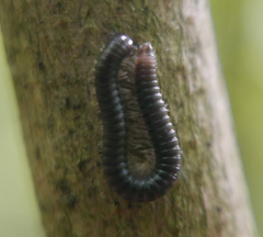 Tachypodoiulus niger