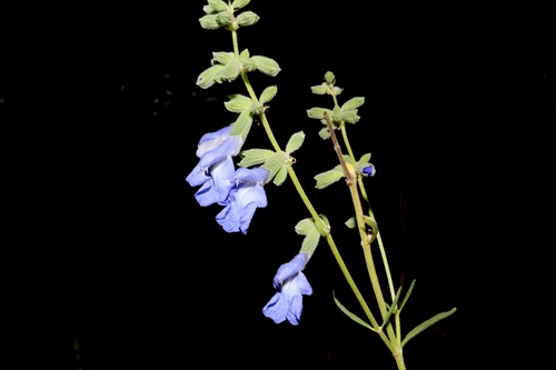 Salvia azurea